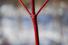 c. stolonifera-2.JPG